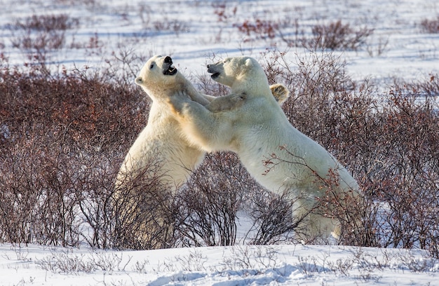 Deux ours polaires jouent l'un avec l'autre dans la toundra. Canada.