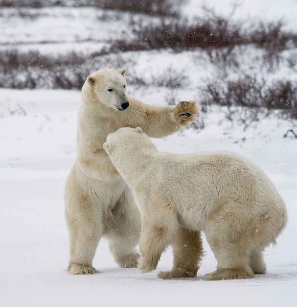 Deux ours polaires jouent l'un avec l'autre dans la toundra. Canada.