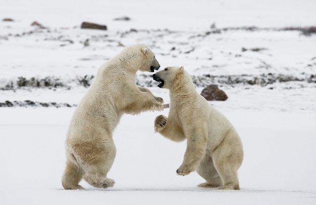 Deux ours polaires jouent l'un avec l'autre dans la toundra. Canada.