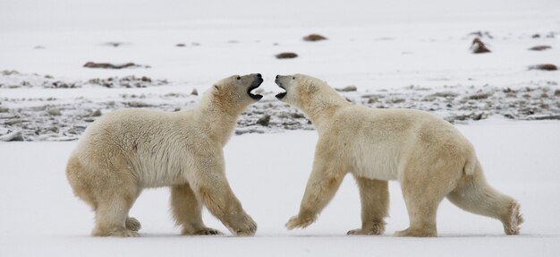 Deux ours polaires jouent l'un avec l'autre dans la toundra. Canada.