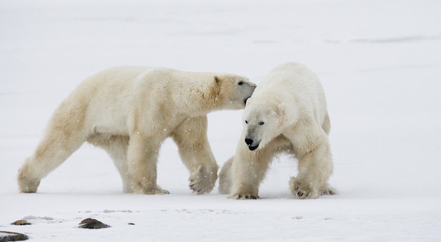 Deux ours polaires jouent l'un avec l'autre dans la toundra. Canada.