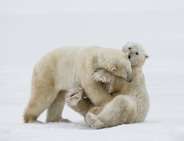 Deux ours polaires jouent l'un avec l'autre dans la toundra. Canada.