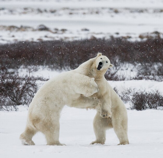 Deux ours polaires jouent l'un avec l'autre dans la toundra. Canada.