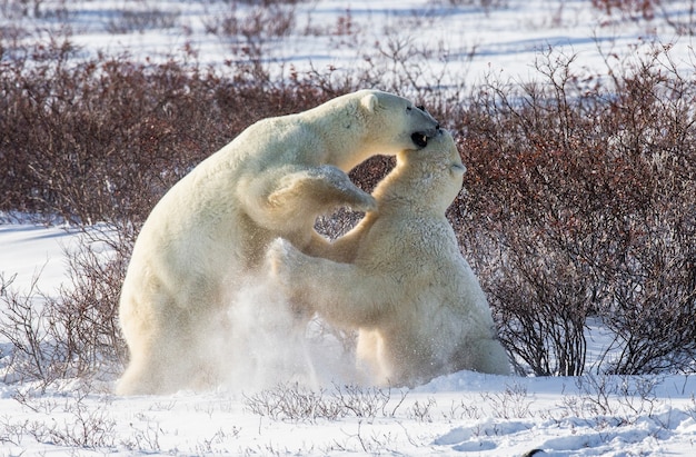 Deux ours polaires jouent l'un avec l'autre dans la toundra. Canada.