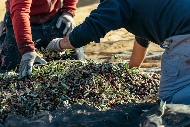 Deux ouvriers agricoles méconnaissables effectuant des tâches de récolte d'olives