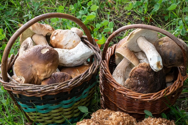 Deux paniers pleins de champignons comestibles