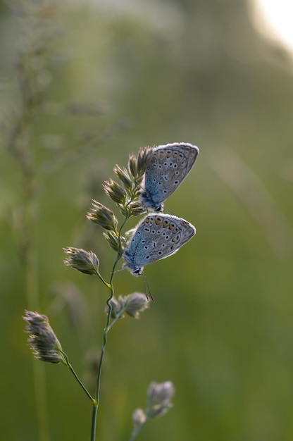 Deux papillons bleus communs sur une plante dans la nature se bouchent