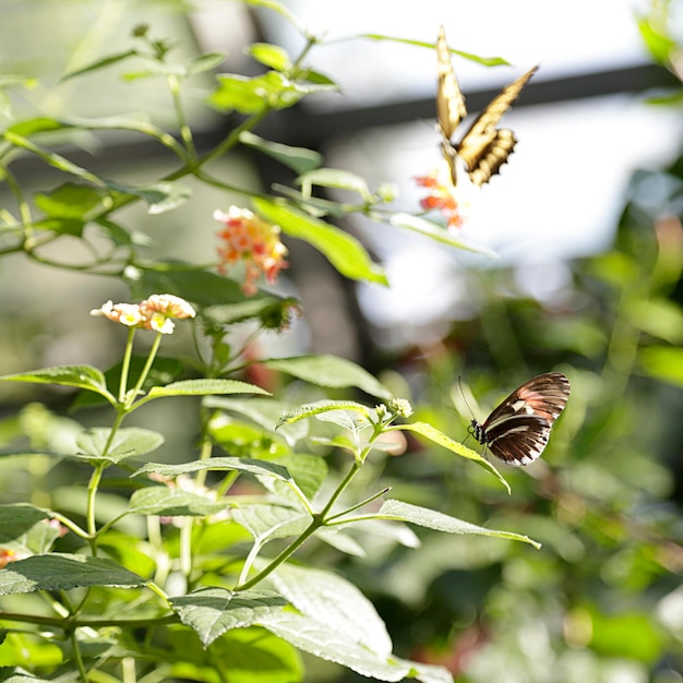 Deux papillons dans un jardin