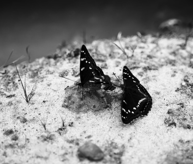 Deux papillons noirs et blancs horizontaux sur le fond de bokeh de sable