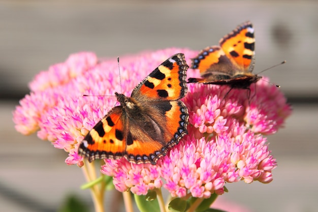 Deux Papillons Orange Assis Sur Une Fleur Rose.