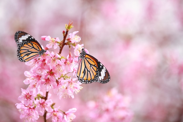 Deux papillons orange sur la fleur de cerisier rose