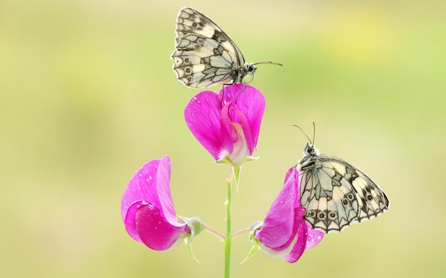 Deux papillons sont assis sur une fleur rose dans le jardin.