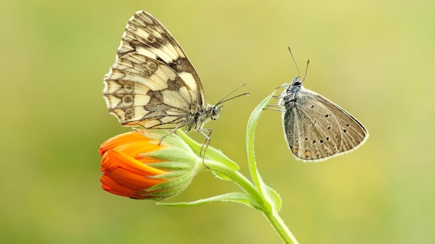 Deux papillons sont assis sur une fleur.