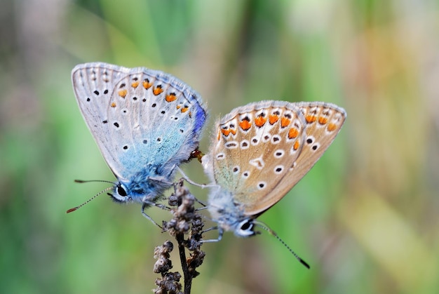 Deux papillons sont assis sur une fleur