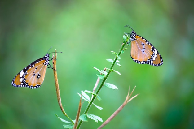 Deux papillons tigres simples perchés sur la tige au printemps sur fond vert natures