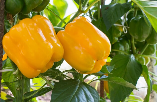 Deux paprika jaune dans la serre