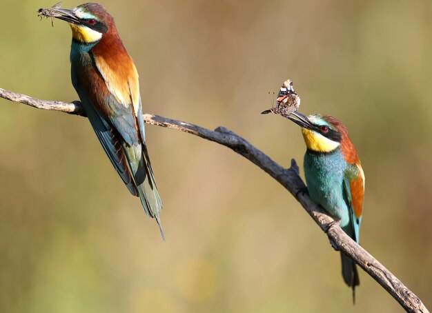 Deux parents - Guêpier d'Europe est assis sur une branche et tient dans son bec une abeille et une grande libellule