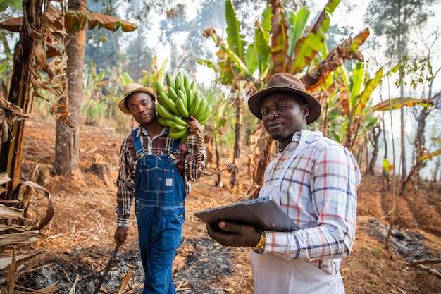 Deux paysans africains dans le champ en travaillant l'un avec un régime de bananes plantains et l'autre avec une tablette Travailler en Afrique dans le secteur agricole