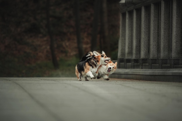 Deux Pembroke Corgi Dog sur la promenade