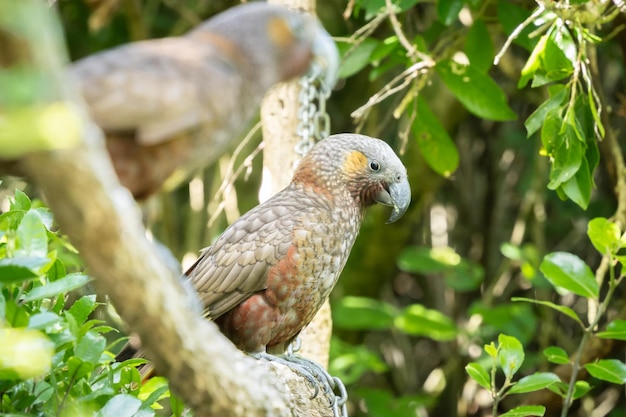 Deux perroquets kaka indigènes rares assis sur une branche dans la forêt verte de la Nouvelle-Zélande