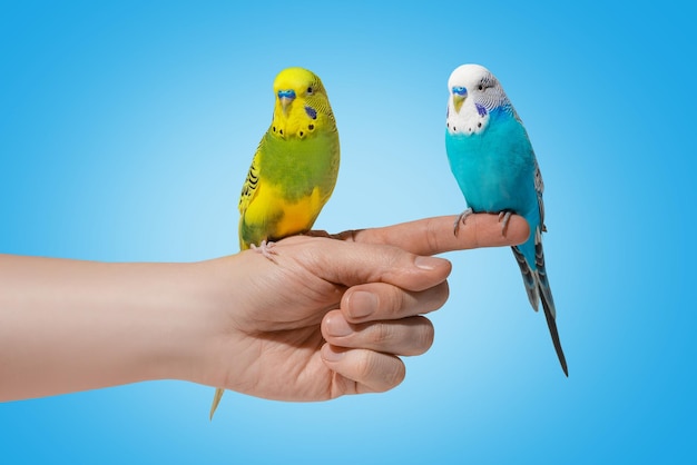 Deux perroquets ondulés bleus et jaunes assis à portée de main sur fond bleu