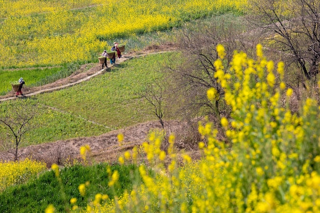 Deux personnes se promènent dans un champ de fleurs jaunes.