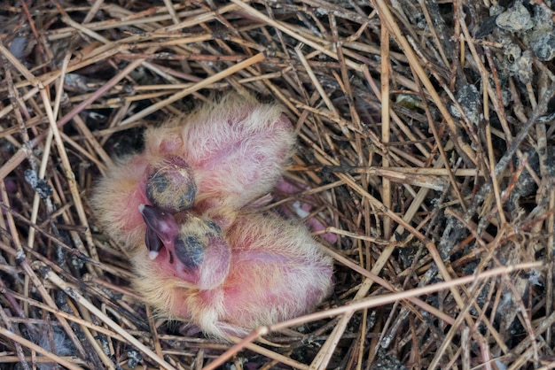 Deux petit bébé nouveau-né attendent la mère