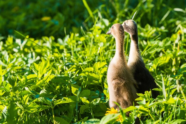 Deux petit canard gris domestique assis dans l'herbe verte.