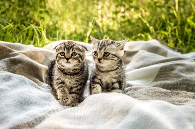 Deux petit chaton gris sur un plaid dans un parc sur l'herbe verte.