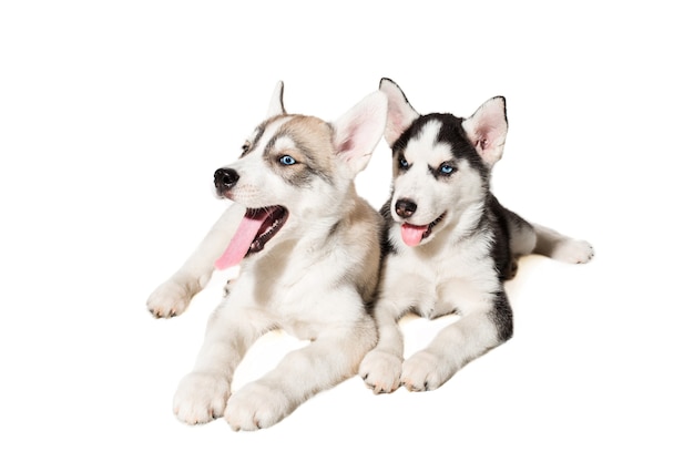 Deux petit chiot mignon de chien husky sibérien aux yeux bleus isolés. Beaux chiots