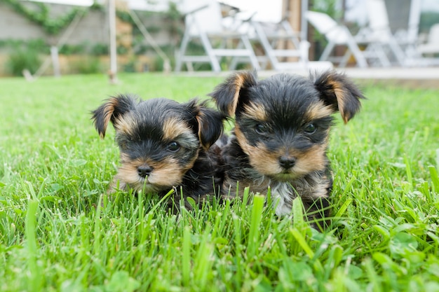 Deux petit chiot yorkshire terrier