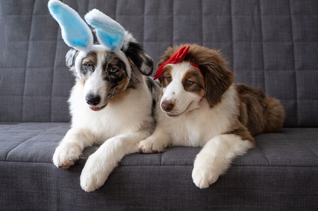 Deux petit mignon drôle mignon chiot berger australien bleu merle chien portant des oreilles de lapin. Arc rouge. Pâques.