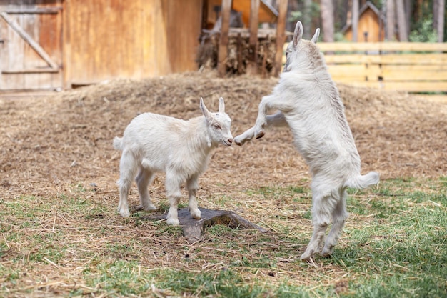 Deux petites chèvres blanches jouent les unes avec les autres à la ferme Élevage de chèvres et de moutons Mignon avec drôle