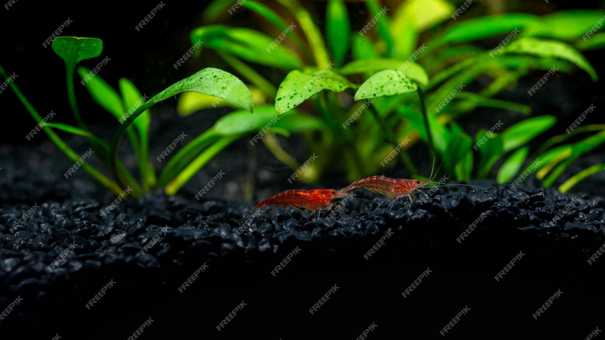 Deux Petites Crevettes Rouges Dans Un Aquarium Avec Des