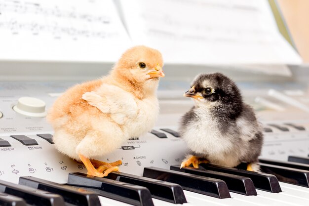 Deux petites filles sur les touches du piano