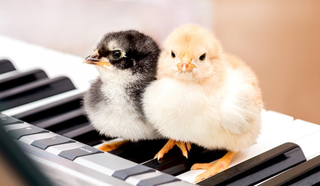 Deux petites filles sur les touches du piano