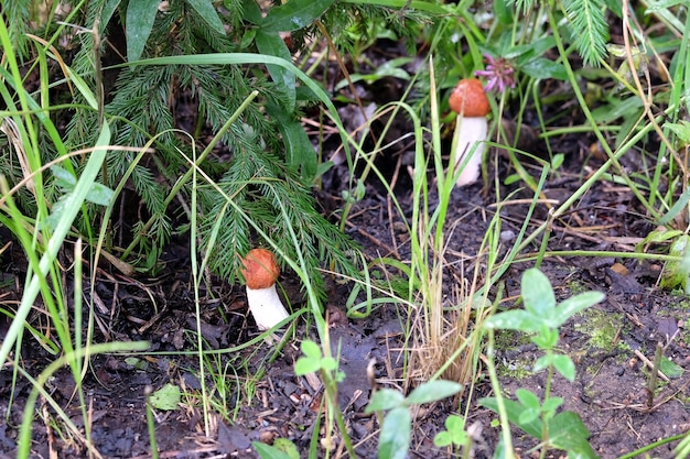 Photo deux petits champignons boletus edulis dans l'herbe de la forêt près d'un petit arbre à fourrure en été de près