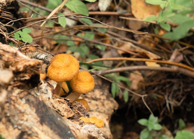 Deux petits champignons dans la mise au point sélective de la forêt d'automne