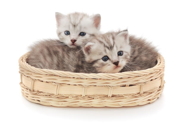 Deux petits chatons assis dans un panier