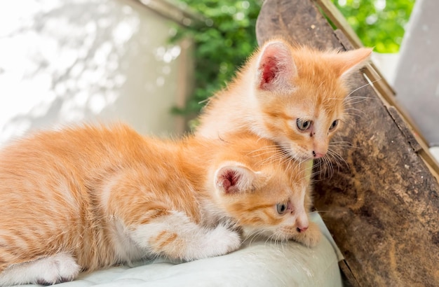 Deux petits chatons bruns dorés mignons jouent sur le jardin de la maison en plein air se concentrent sur l'œil