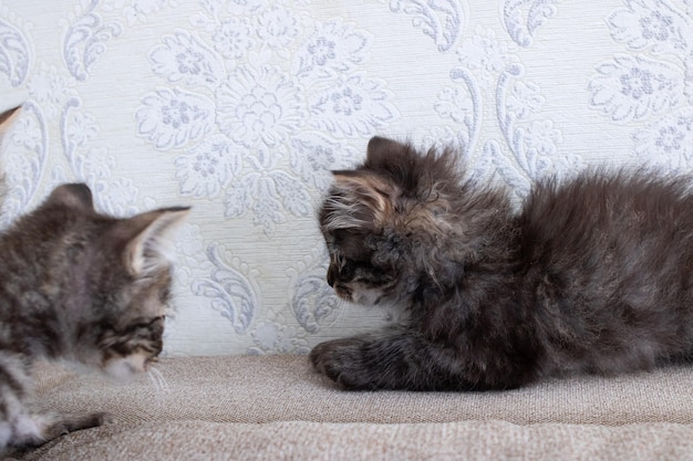 Deux petits chatons jouant à la maison