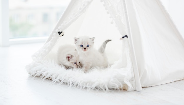 Deux petits chatons mignons de ragdoll avec de beaux yeux bleus à l'intérieur de la tente de rideau blanc sur la fourrure. Adorables petits chats de race pure lors d'une séance photo en studio