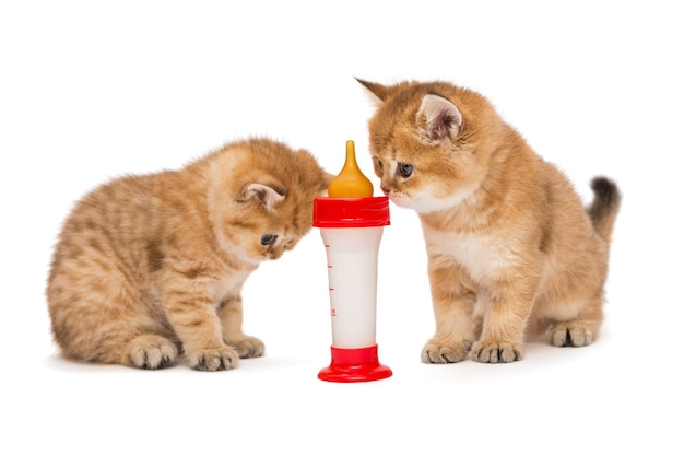 Deux petits chatons rouges et une bouteille de lait