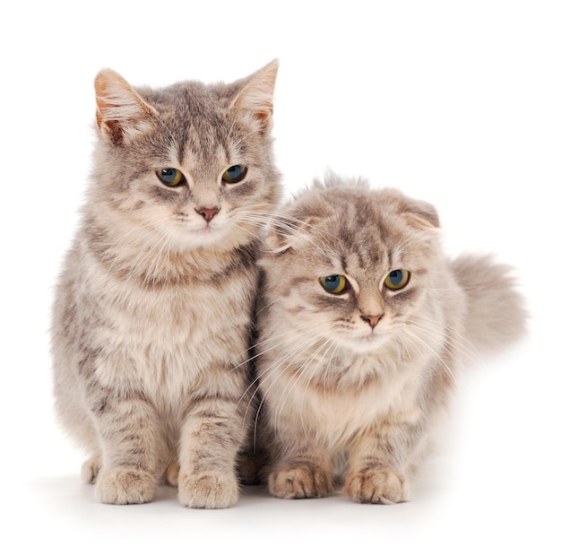 Deux petits chats gris sur un fond blanc