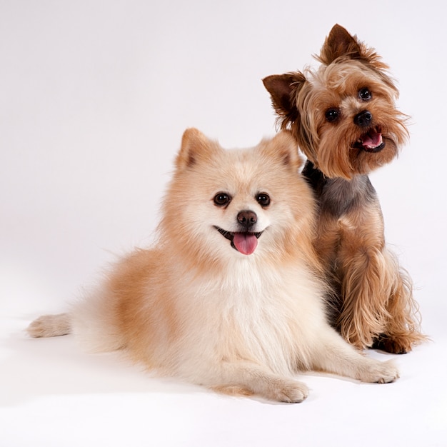 Deux petits chiens sur un blanc. Yorkshire Terrier et Spitz.