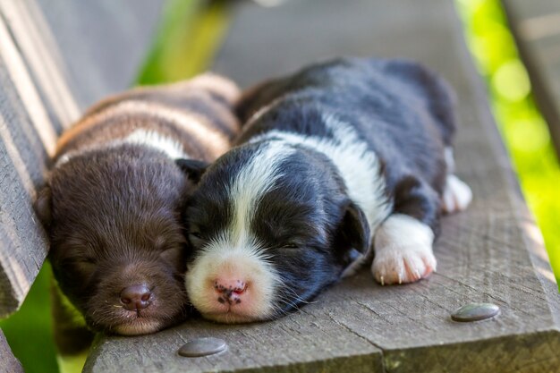 Deux petits chiens chiot dormant sur un banc en bois