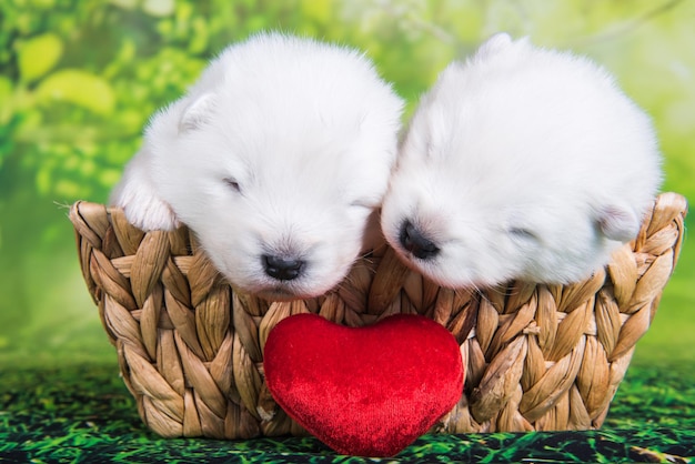 Deux petits chiens chiots Samoyèdes blancs sur fond d'herbe verte