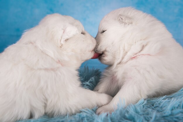 Deux petits chiens chiots Samoyèdes blancs mignons d'un mois