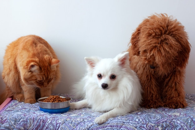 Deux petits chiens, un poméranien blanc et un caniche miniature brun rouge, sont allongés sur une litière, un chat roux est assis à côté d'un bol de nourriture et mange.