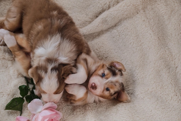 Deux petits chiots de berger australien merle rouge s'amusent à jouer sur une couverture blanche moelleuse